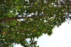 Neolamarckia cadamba